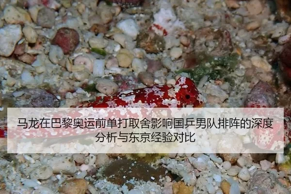 ma-long-zai-ba-li-ao-yun-qian-dan-da-qu-she-ying-xiang-guo-ping-nan-dui-pai-zhen-de-shen-du-fen-xi-yu-dong-jing-jing-2-734.jpg